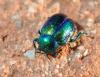 Chrysolina fastuosa